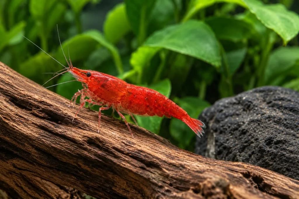 A red cherry shrimp on driftwood in a planted aquarium
